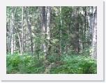 img11230 * ... der Wald selber erinnert dann schon etwas an Urwald.....